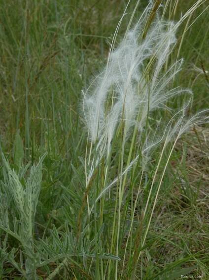Kavyl Ivanův (Stipa pennata)