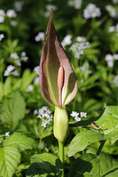 A. cylindraceum