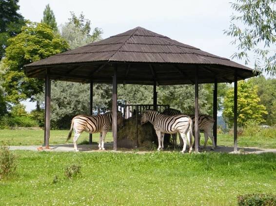 V ZOO Dvůr Králové nad Labem začíná letní sezóna – Michal Súkup