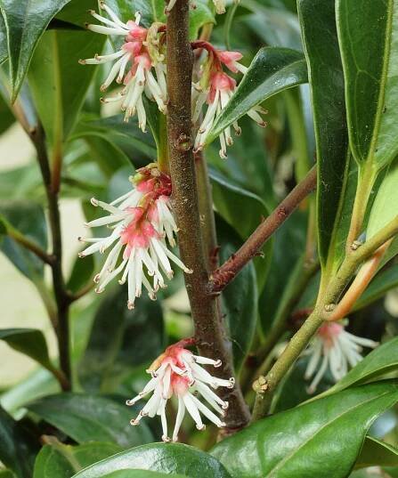 Sarcococca hookeriana WINTER GEM sweet box in flower in a winter garden