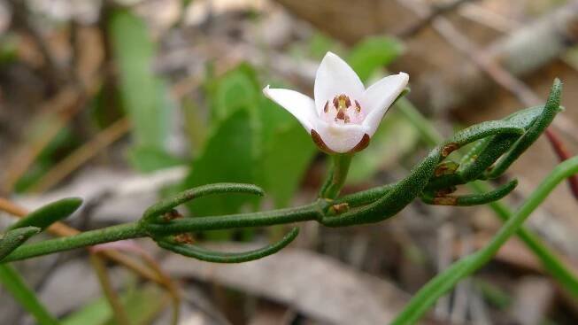 Cyanothamnus nanus