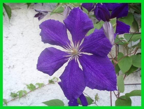 Clematis-pěstování, množení #4