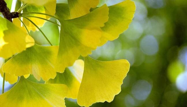 Ginkgo biloba Jinan dvoulaločný list - Bylík.cz