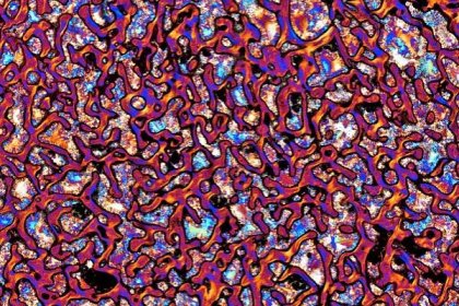 Honorable Mention. Section of dinosaur bone. Polarized Light. 5X (Objective Lens Magnification)