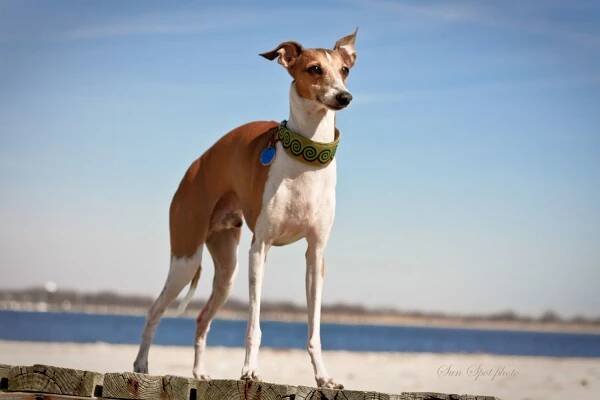 Italian greyhound standing on pier