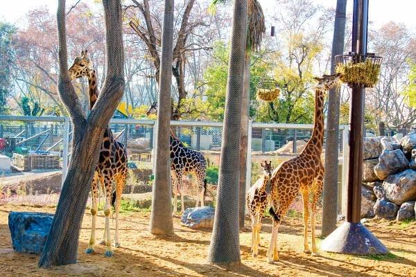 zoo barcelona (12)