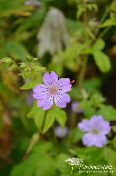 Geranium nodosum 'Svelte Lilac' | Perenniculum