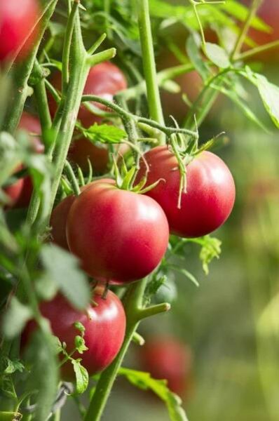 How can I tell if i'm watering my Tomato enough? - PictureThis