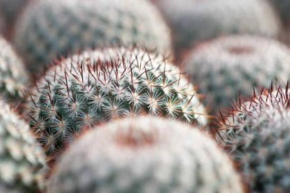 Jaké druhy kaktusů a sukulentů doma pěstovat 