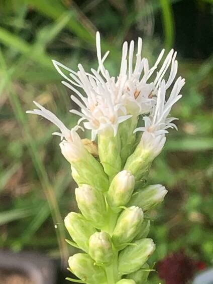 Šuškarda ‘Floristan Weiss’ 1