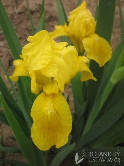 Iris barbata Pigmy Gold | Zuzana Caspers | Autoři | iBotky.cz