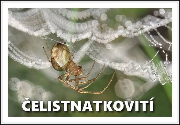 Pavoukovci - Fotografie zvířat a přírody - Monika Suržinová