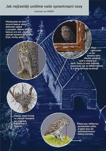 grafika Naše synantropní sovy I
