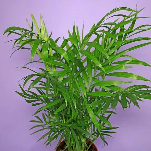 Neanthe Bella Palm (Chamaedorea elegans)