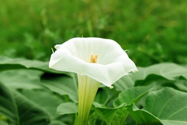 Andělská Trubka, Brugmansia