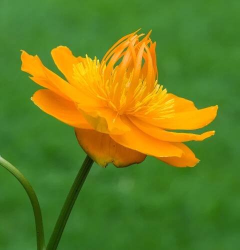 Trollius chinensis