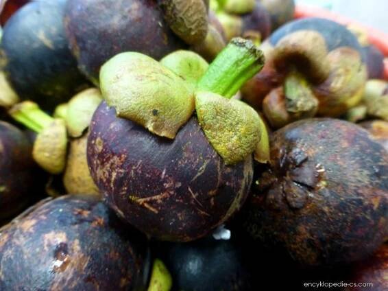 Mangostana lahodná (Garcinia mangostana)