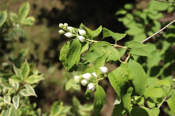 Pustoryl věncový Variegata (Philadelphus coronarius), větve, větévky
