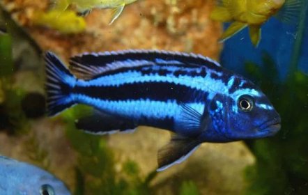 Maingano Cichlid (Melanochromis cyaneorhabdos): Ultimate Care Guide - Fish Laboratory