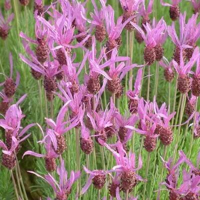 Obrázek produktu pro 6 x květináč Levandule - Lavandula Stoechas Pedunculata - květináč 9cm x 9cm