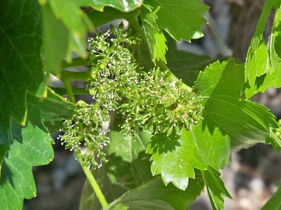 Vitis vinifera - Wikipedia