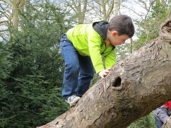 Busy bee's and climbing trees...