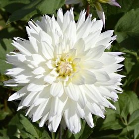 Jiřinka White Perfection – Dahlia – cibule jiřinek – pěstování