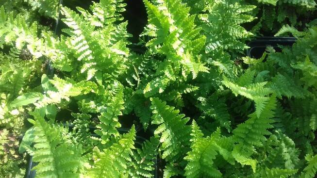 Dryopteris affinis Crispa | Kapradiny |Zahradnictví Franc 