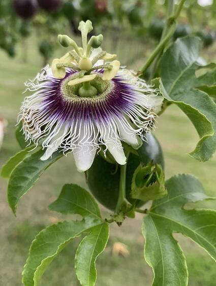 Category:Passiflora edulis - Wikimedia Commons