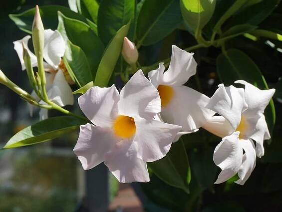biela dipladenia