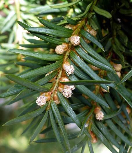 Taxus baccata L. - Portale della Flora d'Italia / Portal to the Flora of Italy