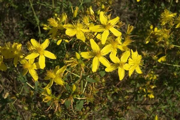 Hypericum perforatum - L. 