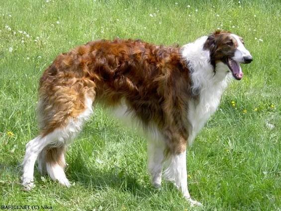 Barzoj - ruský chrt - Borzoi http://hafici.net/profil/91 | © Nika | 
