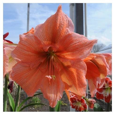 Sazenice Hvězdník Rilona - Hippeastrum - cibule hvězdníku - 1 ks