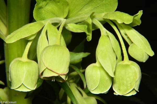 fotografický klíč k určování cévnatých rostlin :: BOTANICKÁ FOTOGALERIE