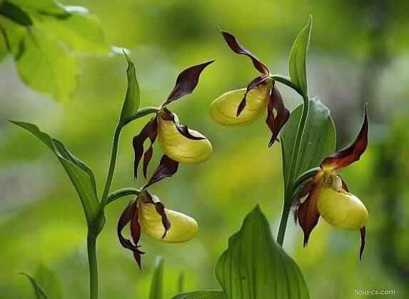 Střevíčník pantoflíček (Cypripedium calceolus)