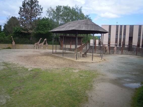 Výlet Zoo Dvůr Králové | ZŠ Křenov