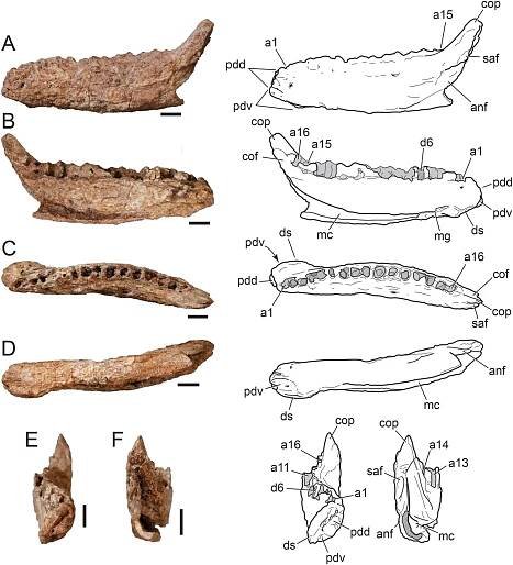 Ampelognathus