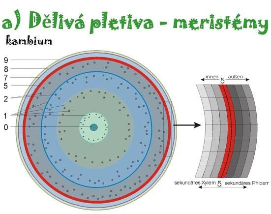 PPT - ANATOMIE A MORFOLOGIE ROSTLIN PowerPoint Presentation, free download - ID:5874530