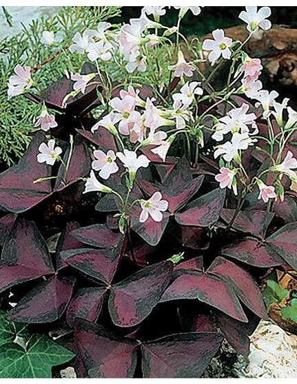 Oxalis triangularis - šťavel, čtyřlístek - Lukon Glads s.r.o.