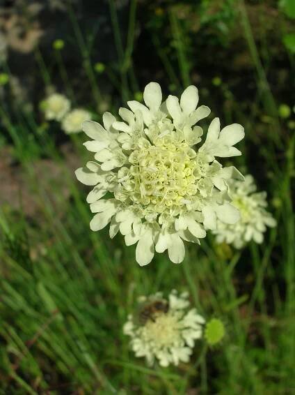 Scabiosa ochroleuca