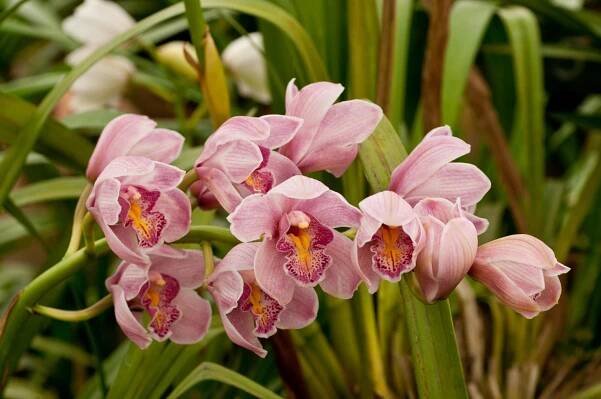 Tyto méně známé druhy orchidejí jsou opravdovou ozdobou našich domovů