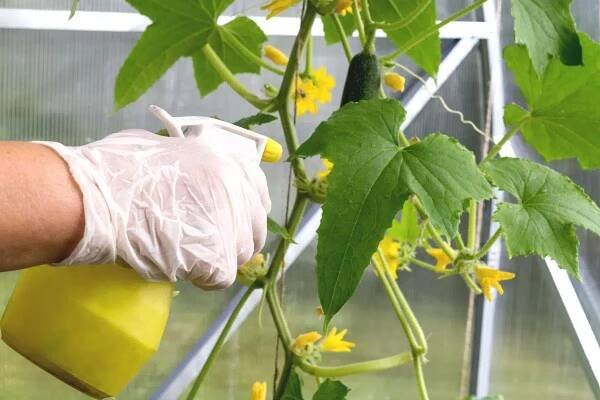 Aphids On Cucumber Plants: What To Do About Them? 21