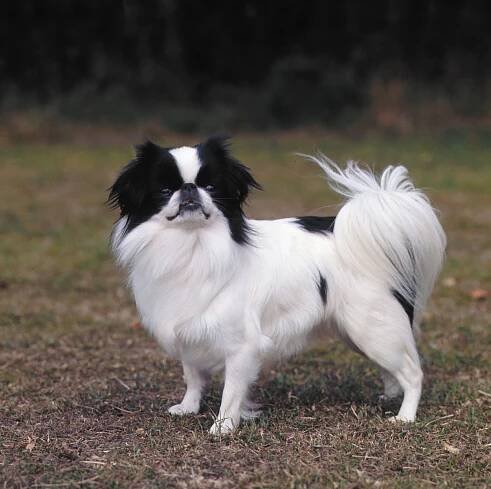 Japanese spaniel