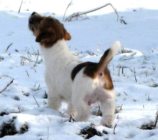 Jack Russell teriér