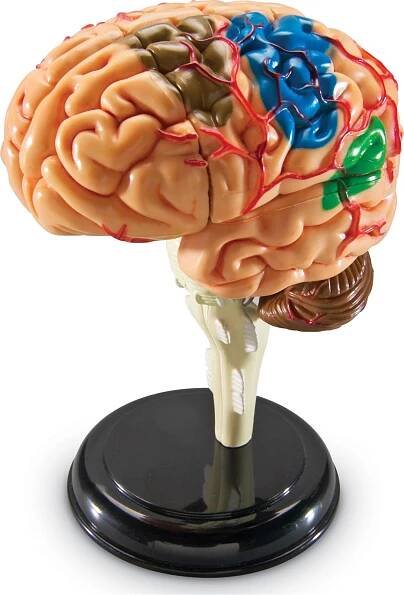 Learning Resources Anatomický model mozku