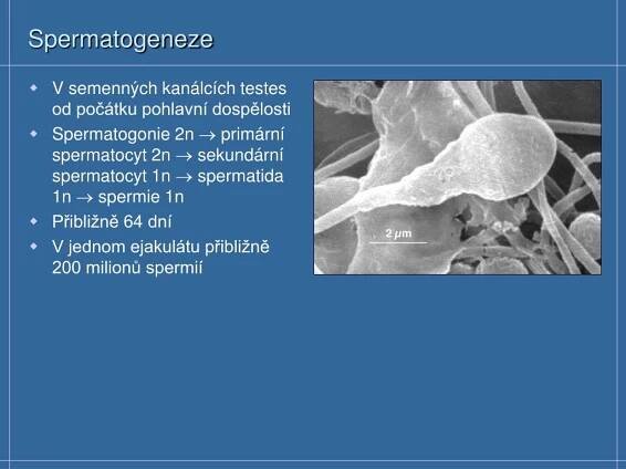 PPT - Buněčné dělení PowerPoint Presentation, free download - ID:4133643