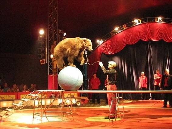 TOP 10 CIRKUSOVÝCH ČÍSEL / TOP TEN CIRCUS PERFORMANCES