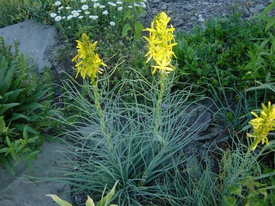 Asphodeline lutea - asfodelka