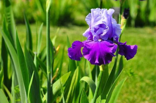 iris flower